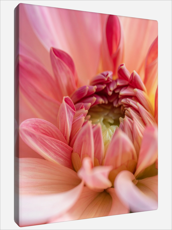 "The Dahlia Garden"