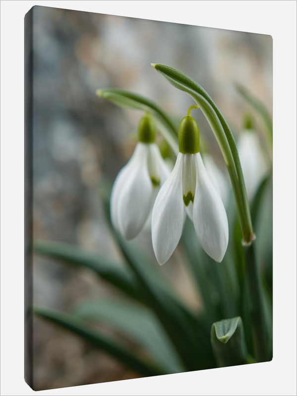"Galanthus Nivalis"