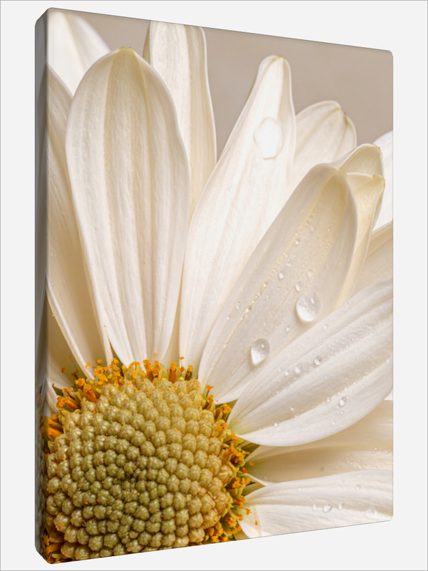 "Daisy Blossom"