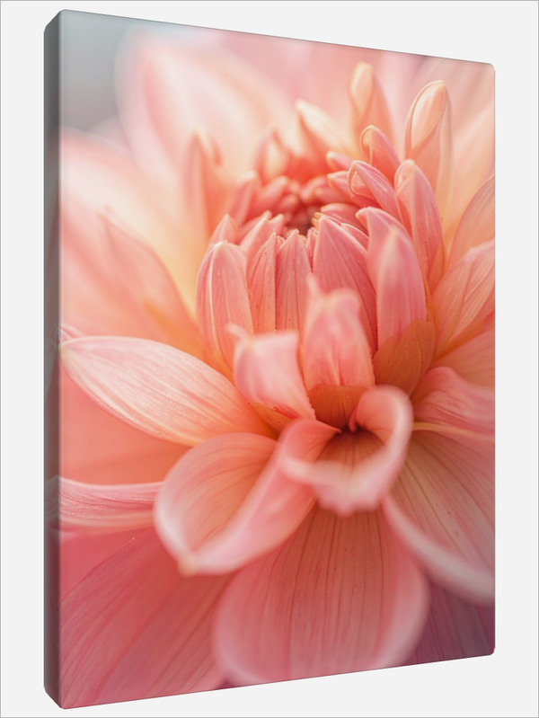 "Dahlia"