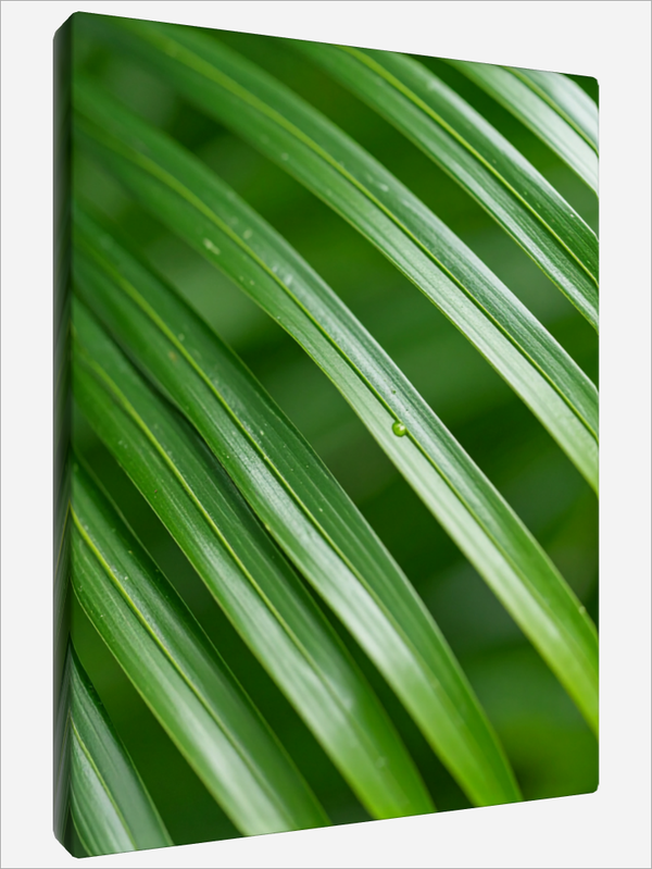 "Palm Leaves"
