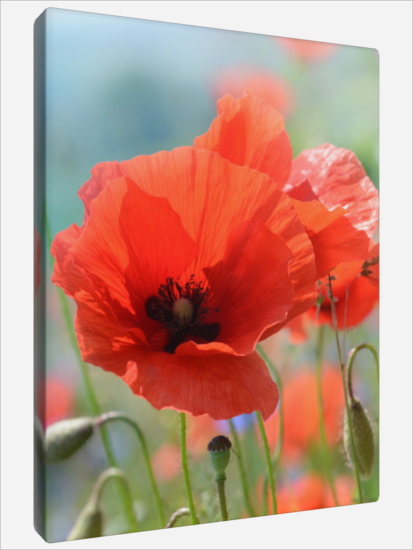 "Papaver Rhoeas"