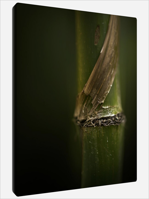 "Nodes and Bracts"