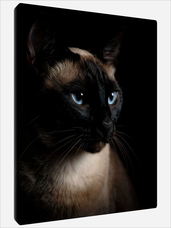 "Siamese"