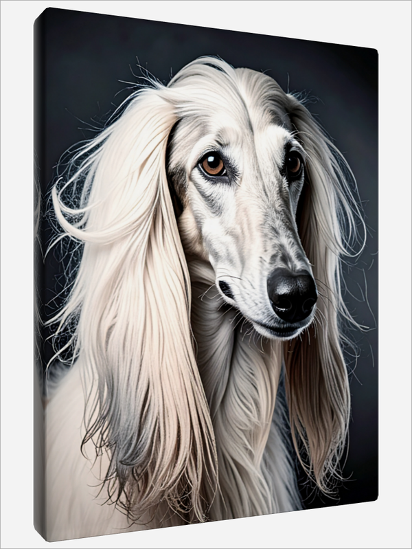 "Afghan Hound"