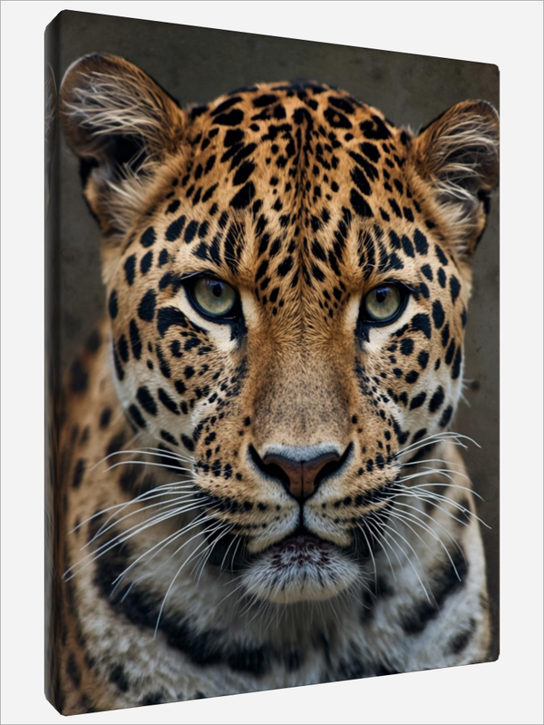 "Majestic Leopards"