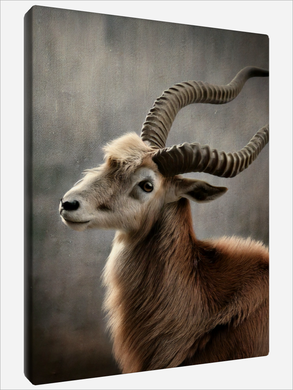 "Addax Antelope"