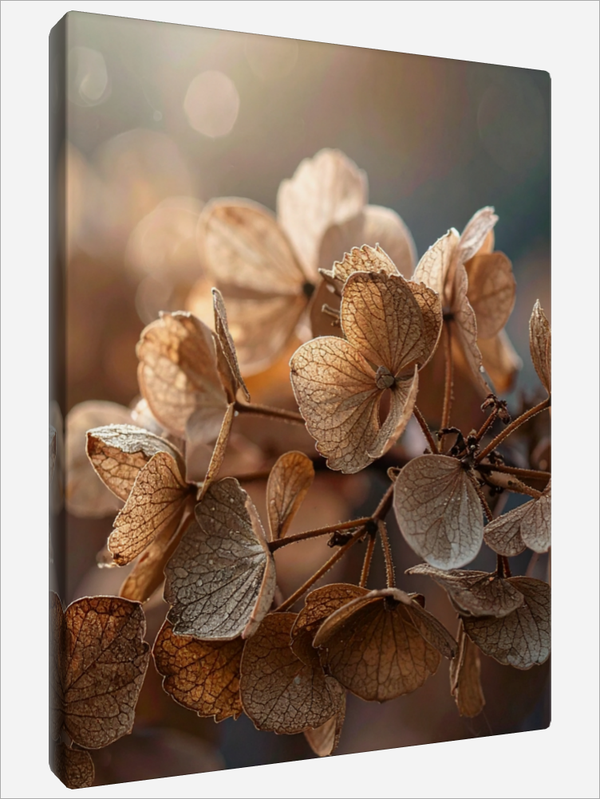 "Dried Hydrangea"