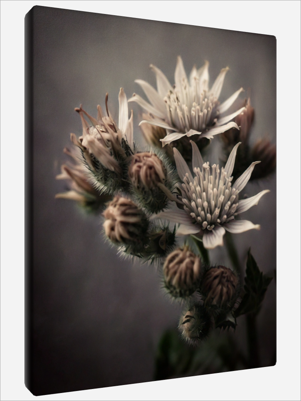 "Greater Masterwort"