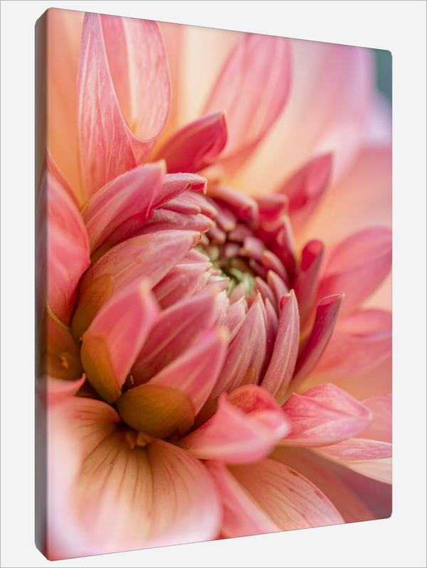 "Pink Dahlia"