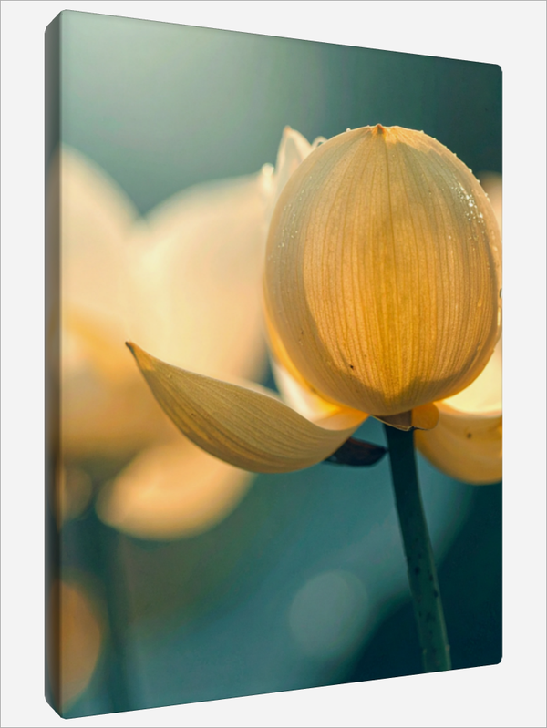 "Yellow Lotus Flower"