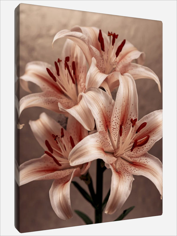 "Light Pink Lilies"