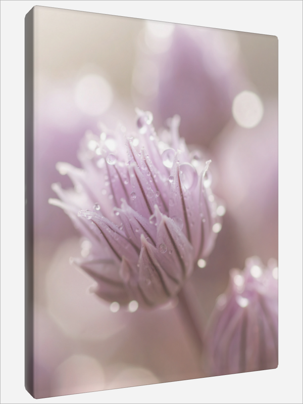 "Chive Blossom"
