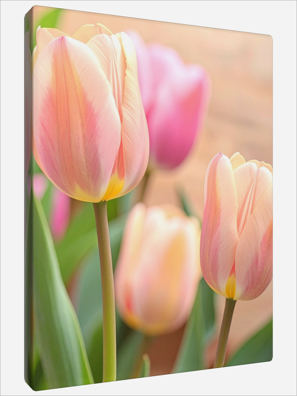 "Bella Blush Tulip"