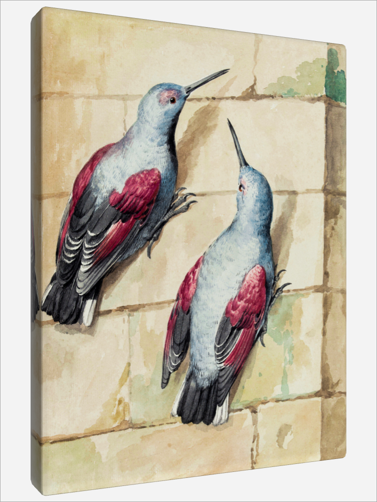 "Wallcreepers"