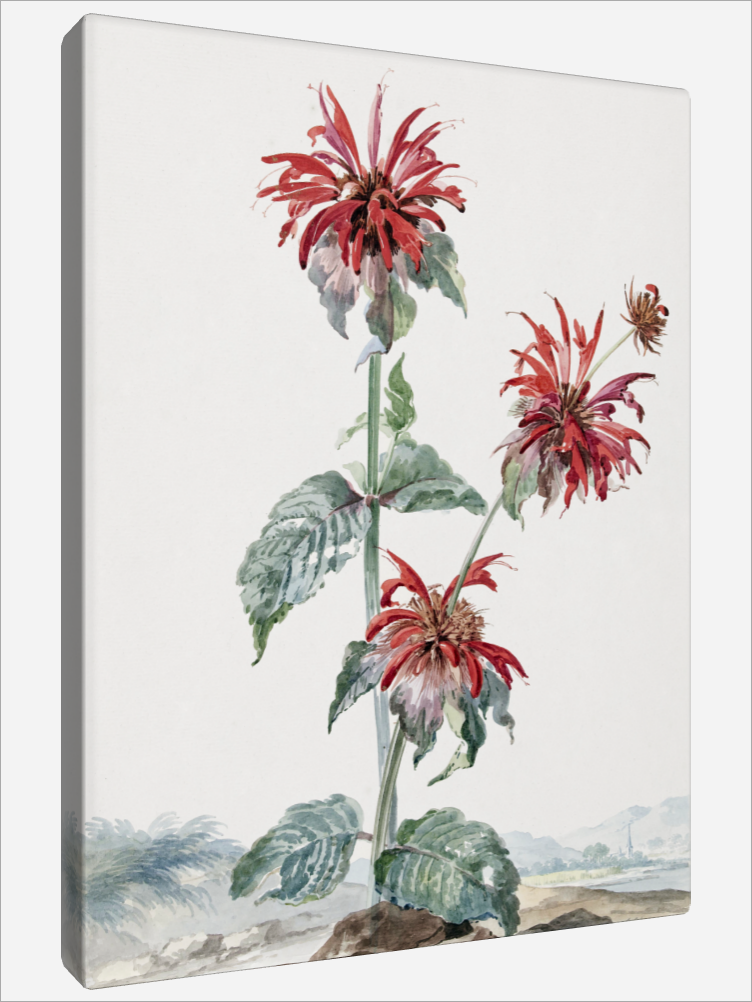 "A Red Bergamot"