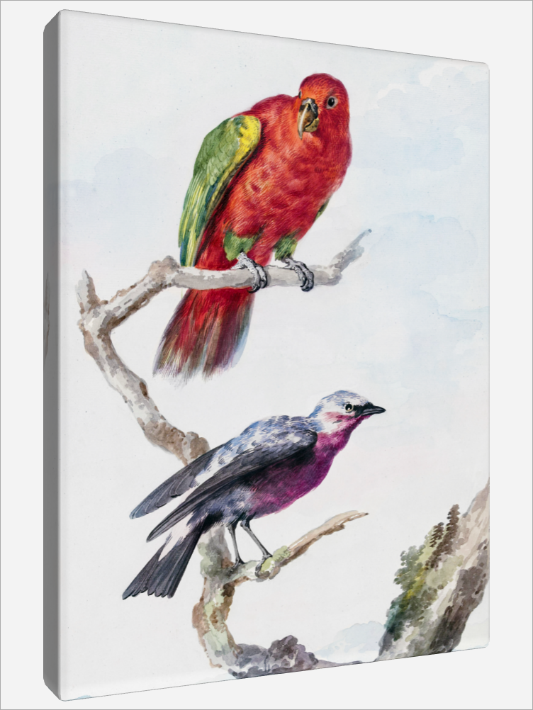 "Red-Green Parrot"