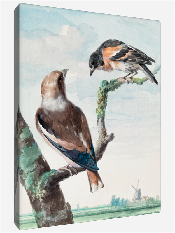 "Hawfinch"