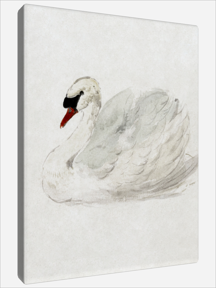 "Mute Swan"