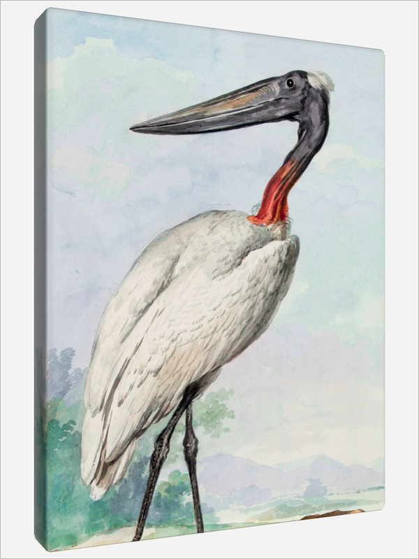 "Jabiru"