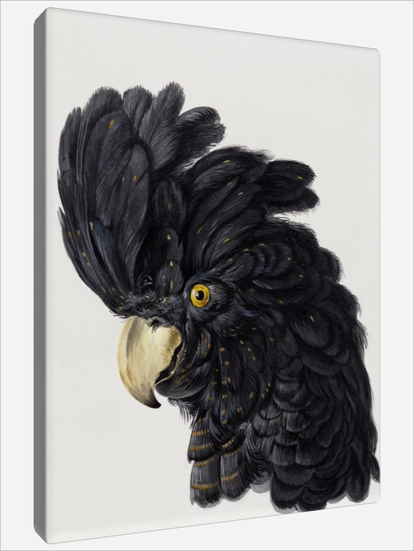 "Head of a Cockatoo"