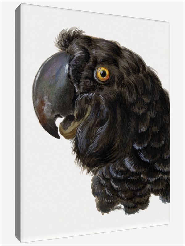 "Head of a Cockatoo"