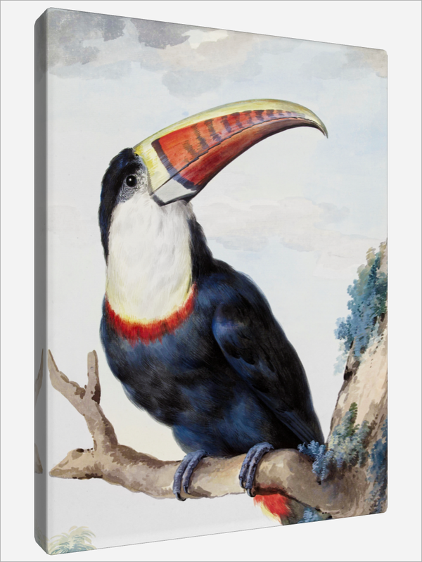 "Red-Billed Toucan"
