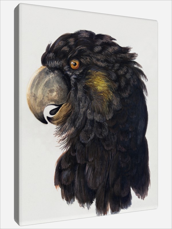 "Head of a Cockatoo"