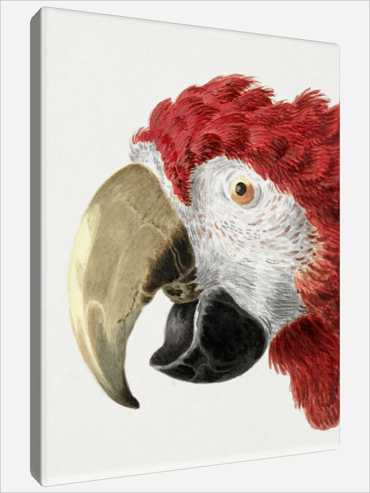 "Head of a Macaw"