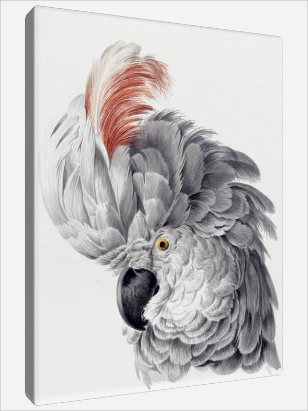 "Cockatoo Head"