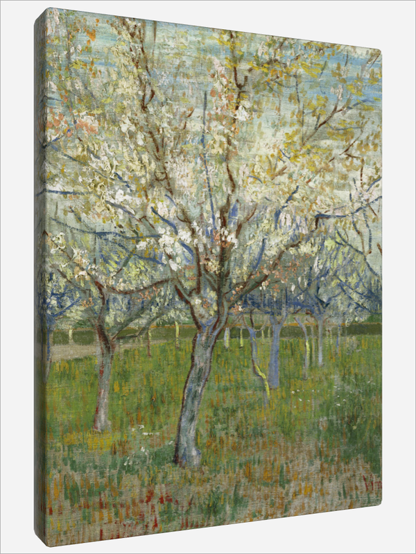 "Blooming Apricot Trees"