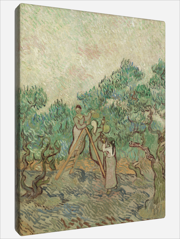 "The Olive Orchard"