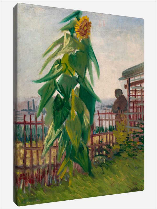 "Allotment with Sunflower"
