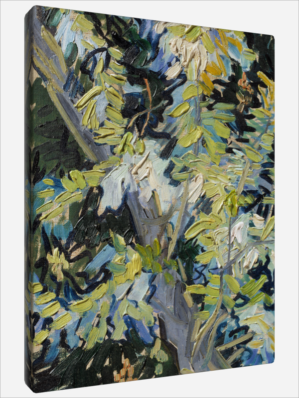 "Acacia Branches"