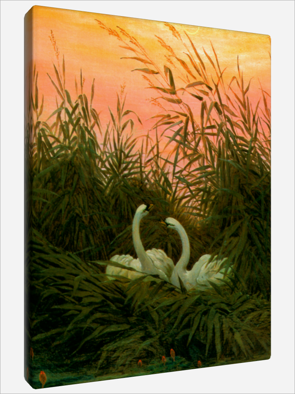 "Swans in the Reeds"