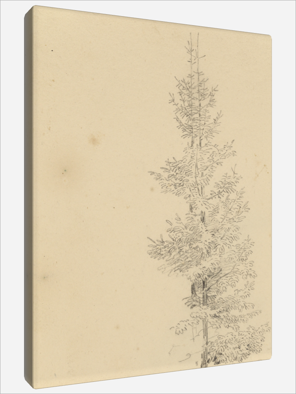 "Study of Pine Trees"