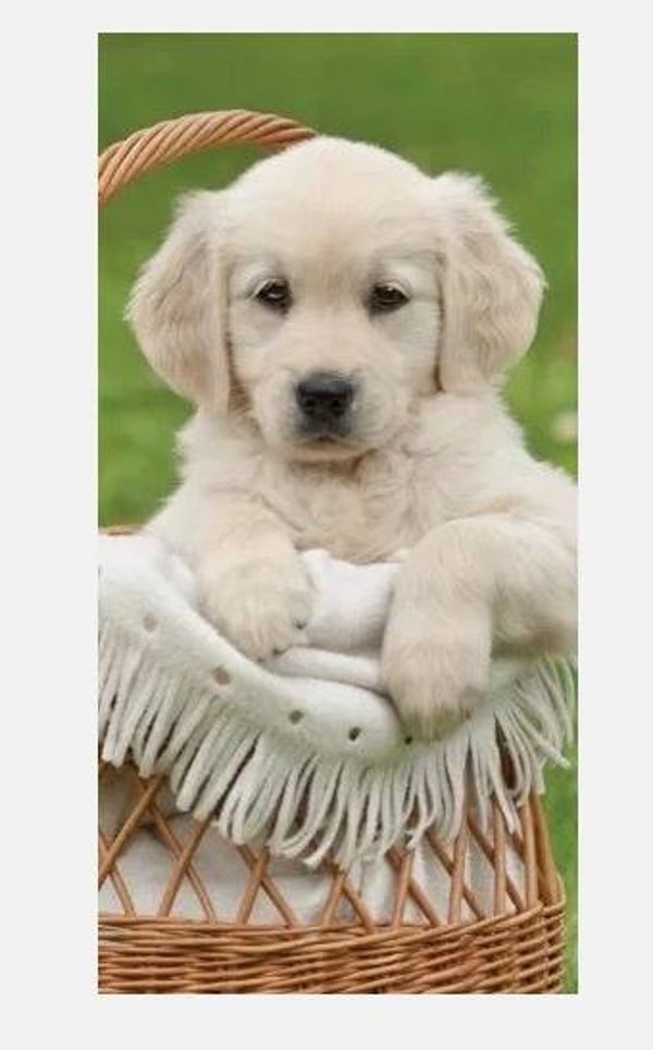 Hund Badetuch – Strandtuch 70 x 140 cm