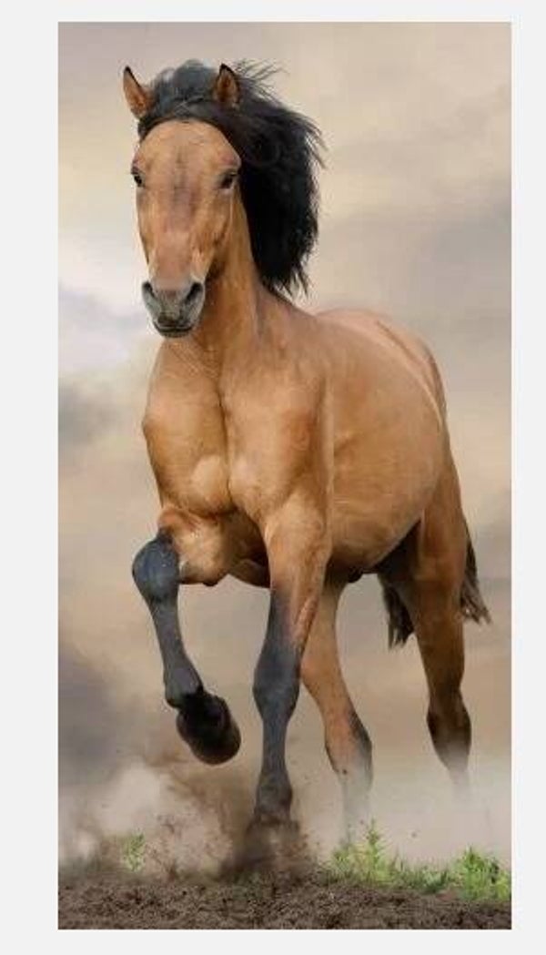 Pferd Braunes Badetuch – Strandtuch 70 x 140 cm