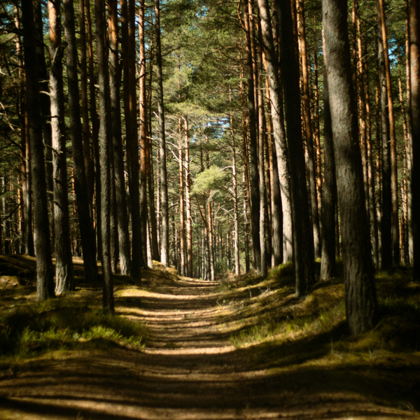 FORET LANDAISE