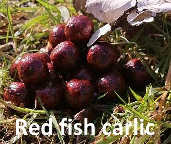 Red Fish Garlic 4kg 14mm