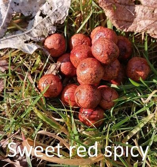 Sweet Red Spicy 8kg 18mm