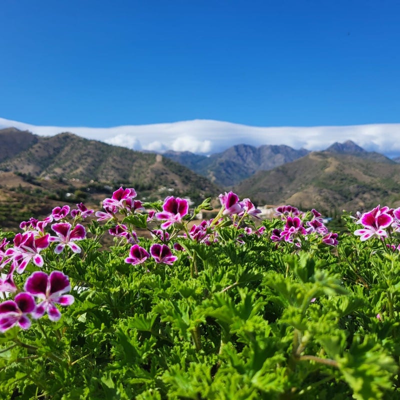 Uitzicht bergen Andalusië B&B Finca Conchales
