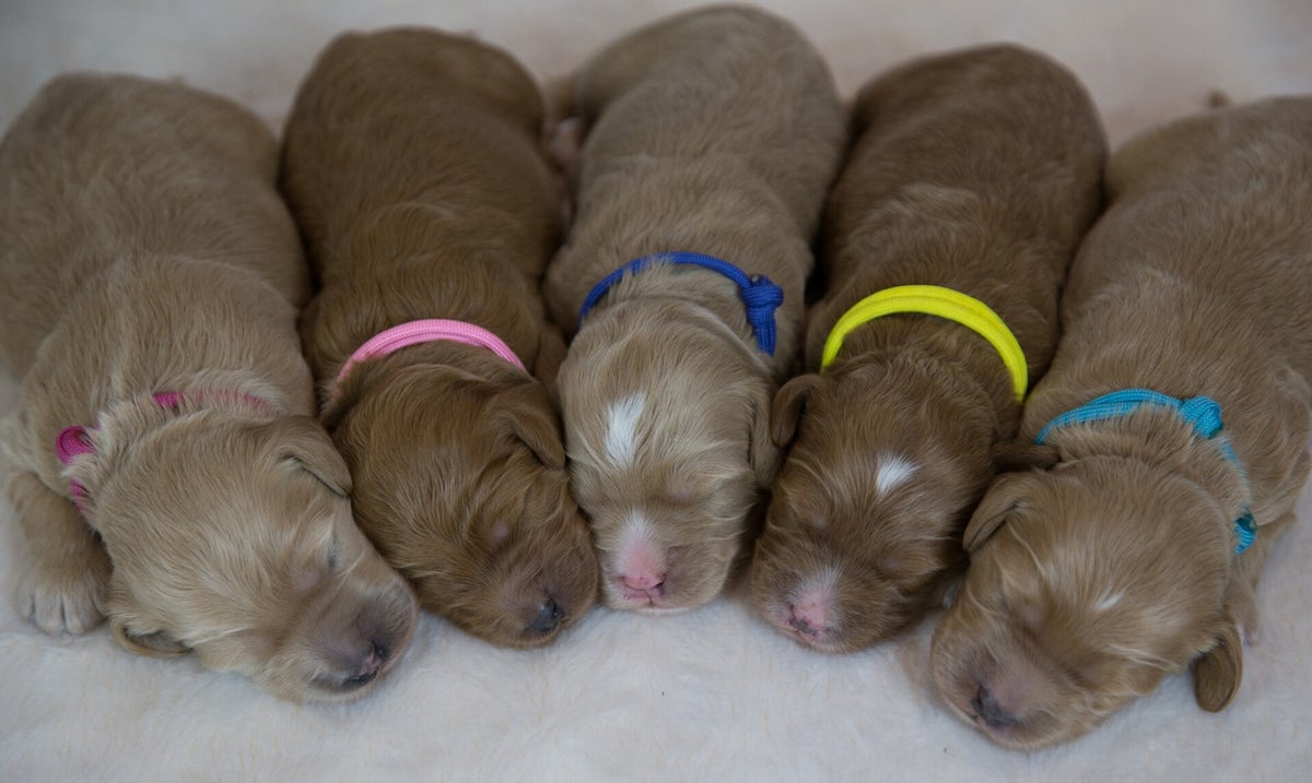 Original Australian Labradoodles