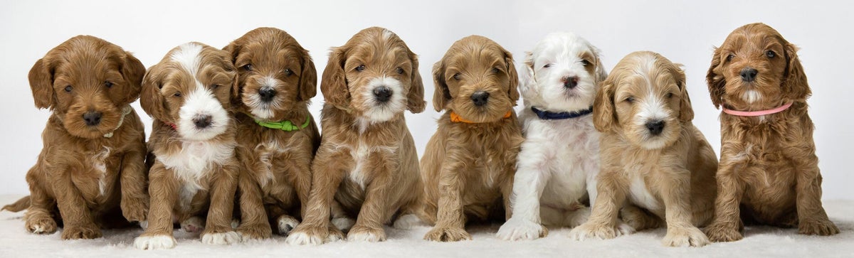 Wachtlijst | Original Australian Labradoodles