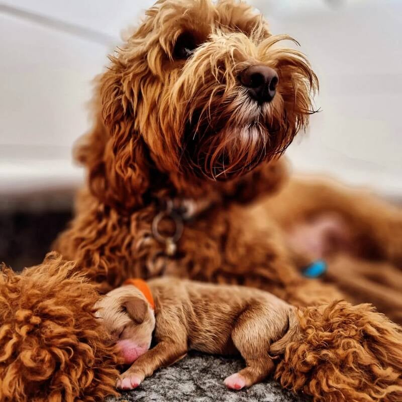 originalaustralianlabradoodletrixmetpupje.jpg