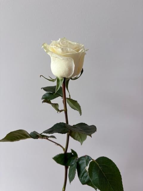 16X20 Custom Preservation