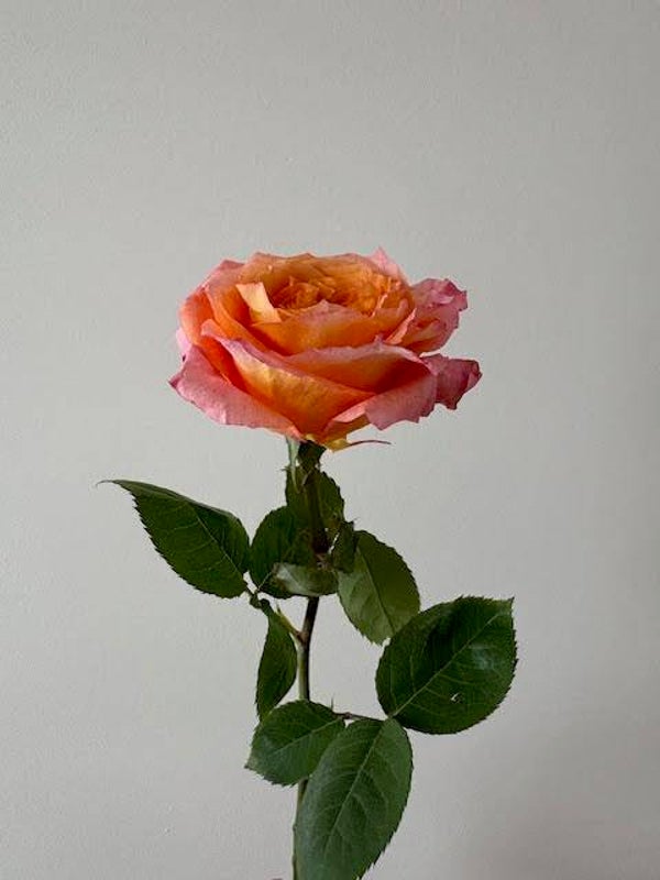 18X24 Custom Preservation