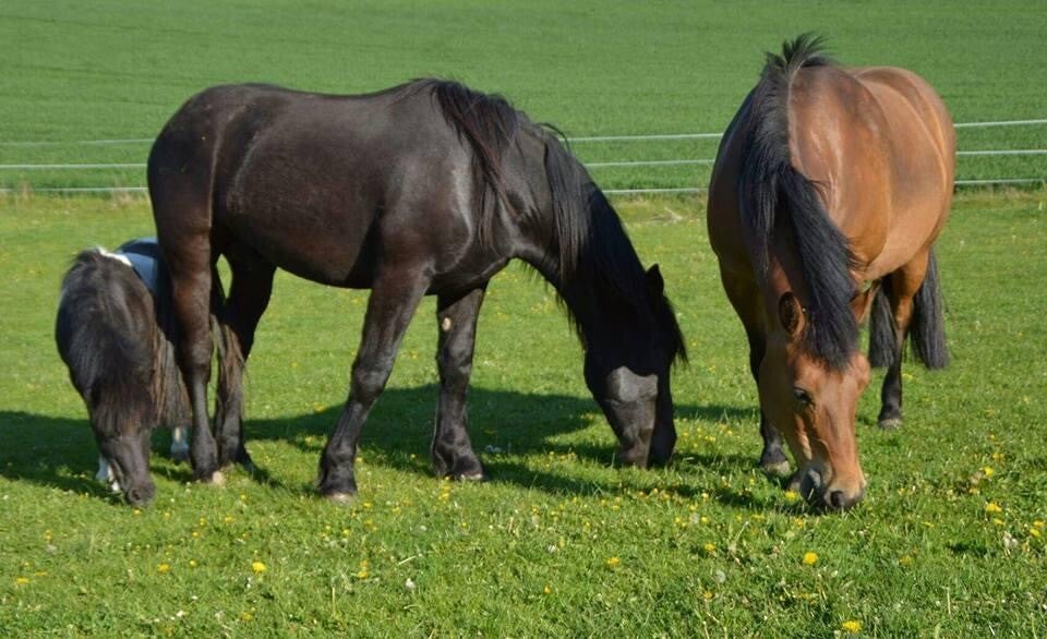 Unsere Pferde 🐴 Lottes Pfötchenhof