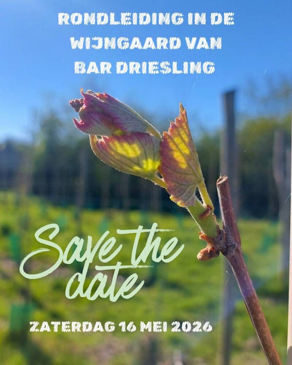 Bezoek aan de wijngaard van Bar Driesling - Voormiddag