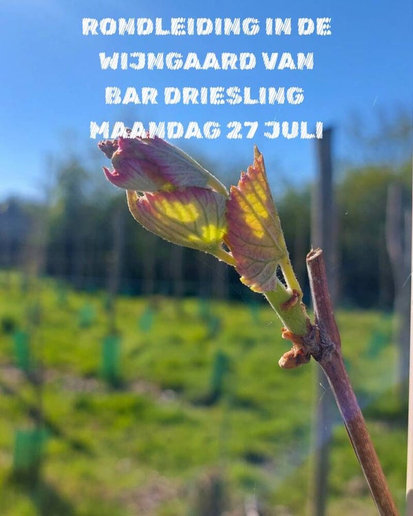 Bezoek aan de wijngaard van Bar Driesling Maandag 27 juli  13 - 16u